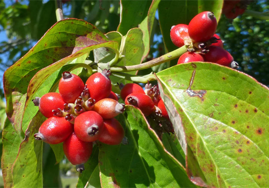 伊勢崎市と周辺で赤い実を付ける樹木