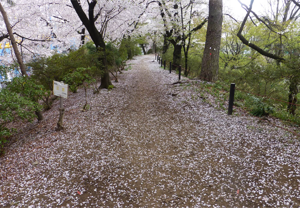 Go 伊勢崎 華蔵寺公園 桜風景