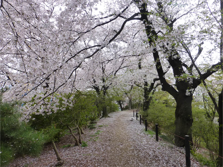 Go 伊勢崎 華蔵寺公園 桜風景