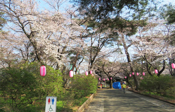 Go 伊勢崎 華蔵寺公園 桜風景