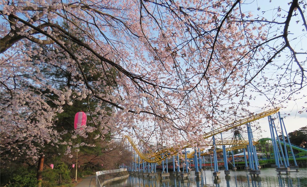 Go 伊勢崎 華蔵寺公園 桜風景