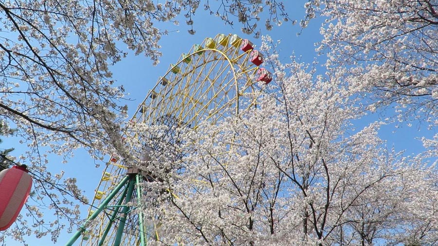 Go 伊勢崎 華蔵寺公園 桜風景