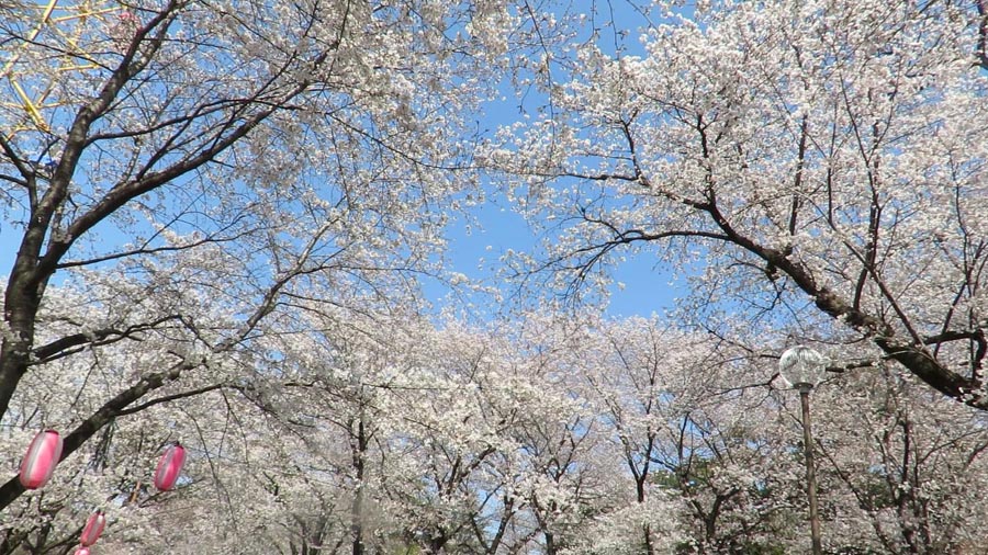 Go 伊勢崎 華蔵寺公園 桜風景