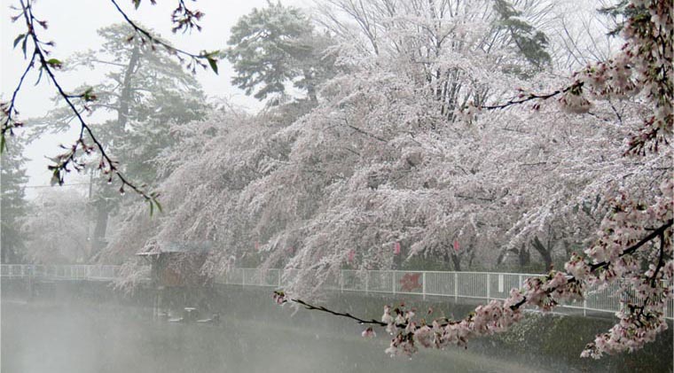 Go 伊勢崎 華蔵寺公園 桜風景