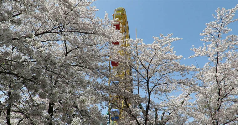 Go 伊勢崎 華蔵寺公園 桜風景