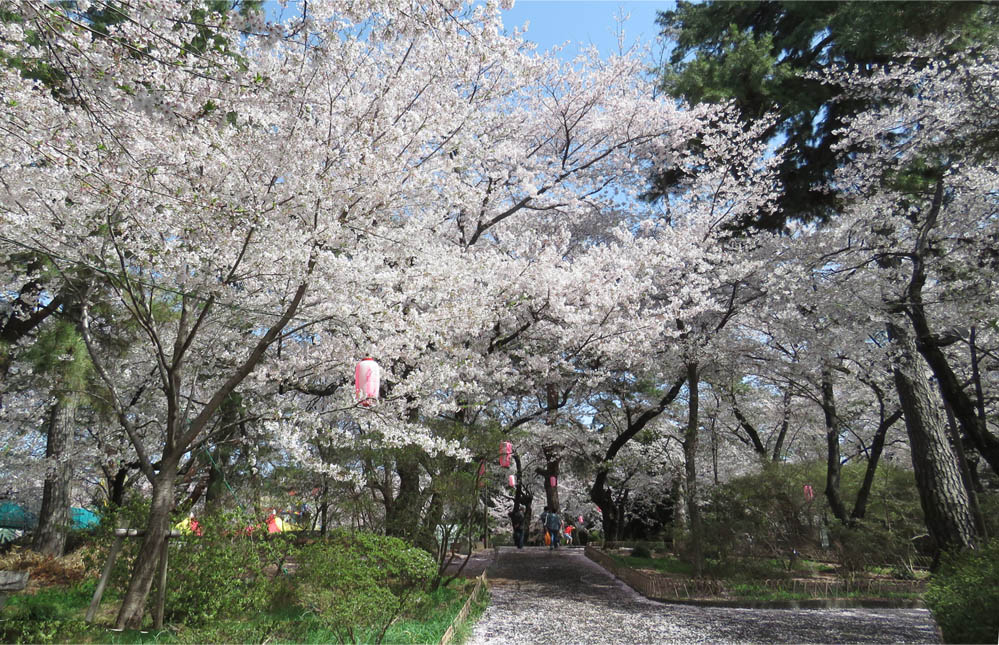 Go 伊勢崎 華蔵寺公園 桜風景