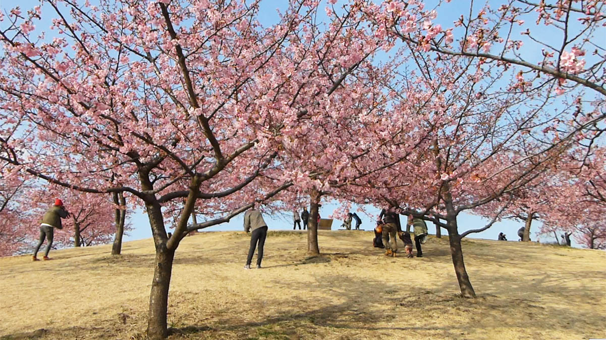 Go 伊勢崎 いせさき市民のもり公園の河津桜