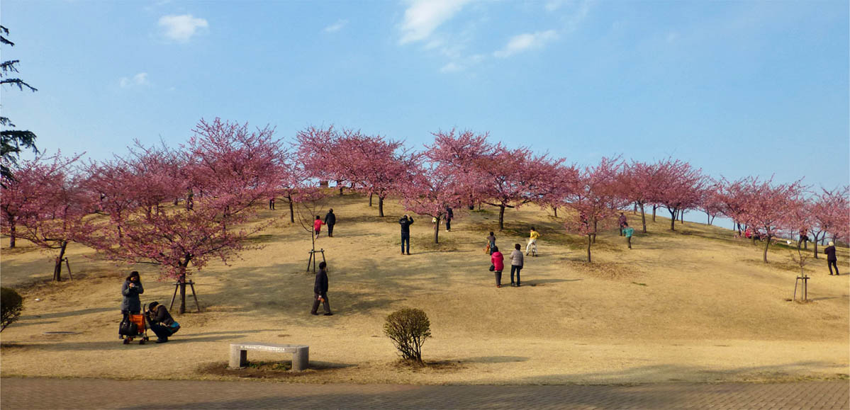 Go 伊勢崎 いせさき市民のもり公園の河津桜