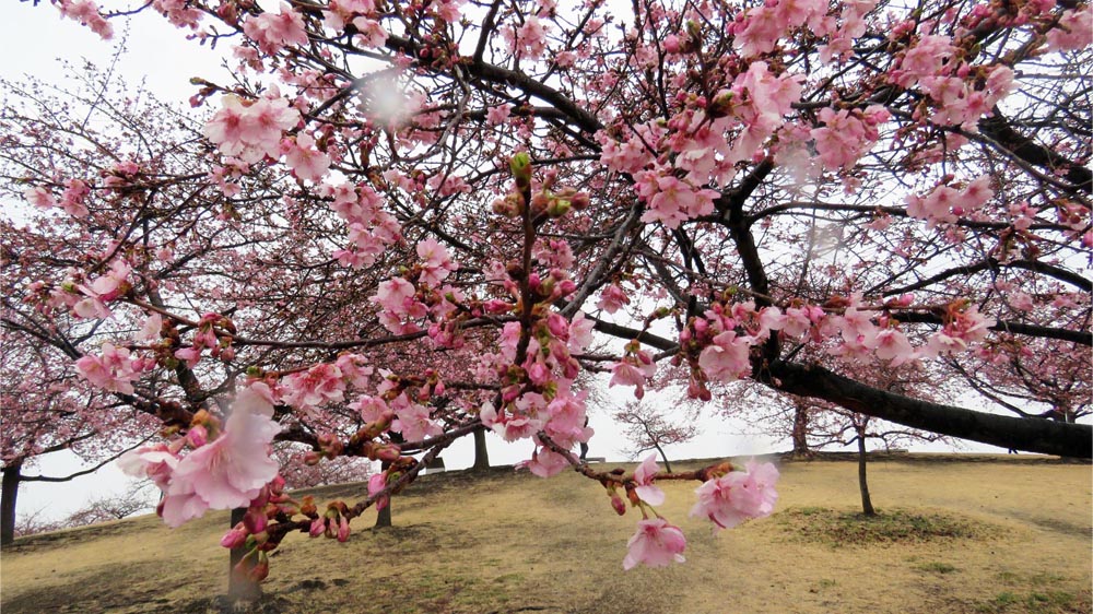 Go いせさき 市民のもり公園