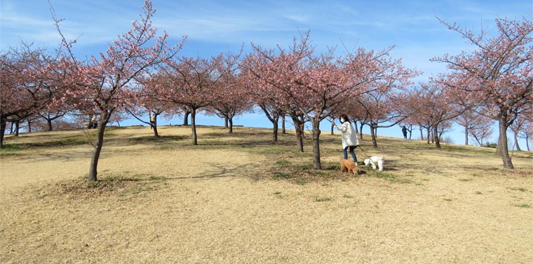 Go いせさき 市民のもり公園