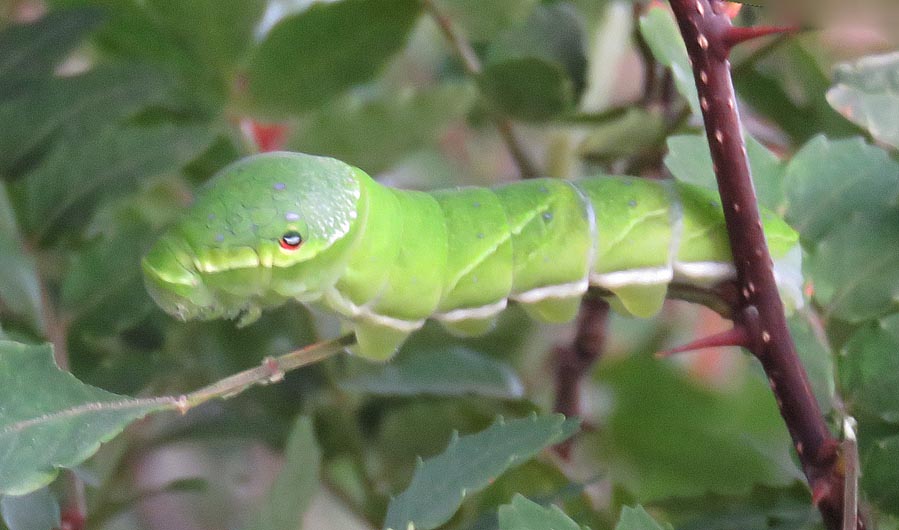 Go伊勢崎 我が家で見つけた昆虫