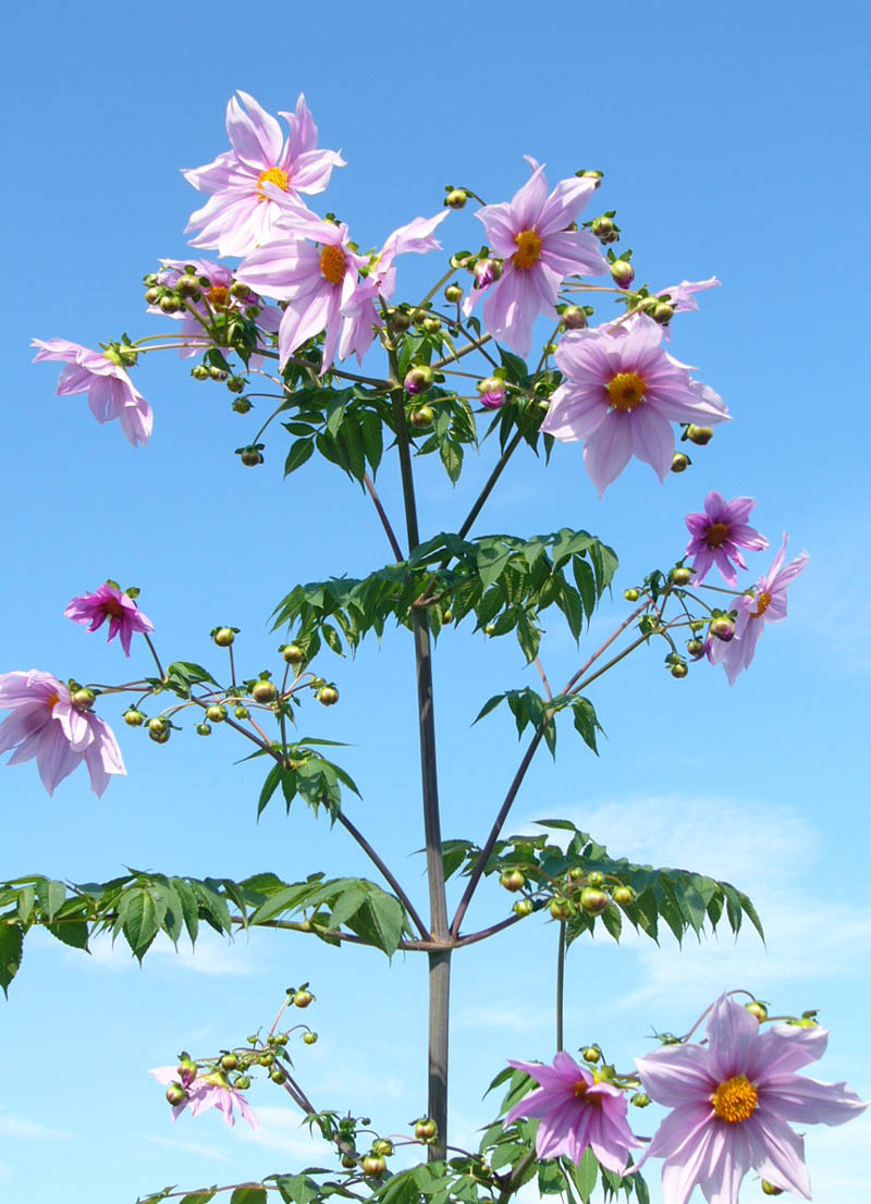 高い 花