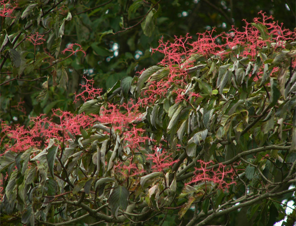 Go 伊勢崎 秋の花