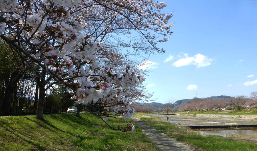 こだま千本桜 埼玉県本庄市児玉町