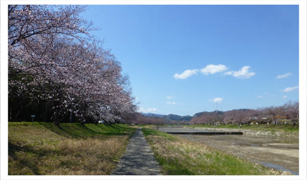 千本 桜 こだま