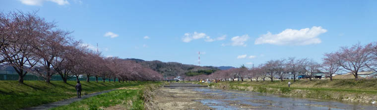 こだま千本桜 埼玉県本庄市児玉町