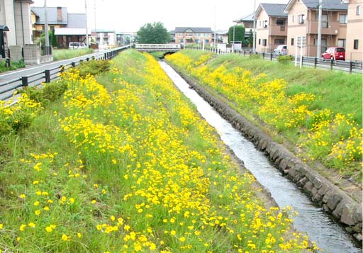 Go 伊勢崎 堤防や路傍で咲く黄色い花