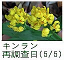 キンラン、株数再調査日(5月5日)