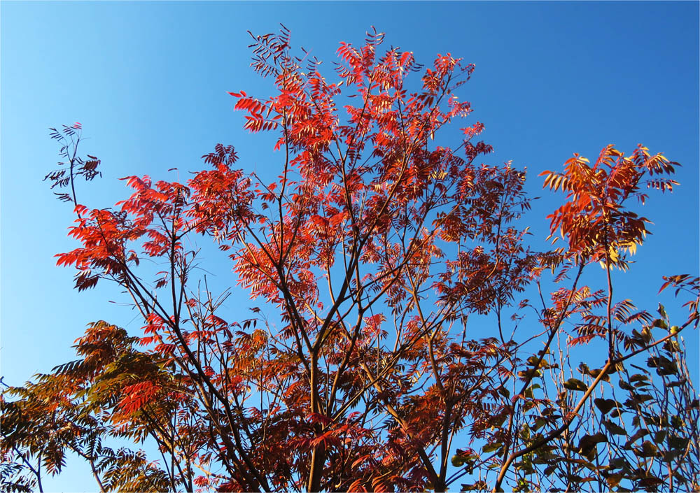 Go 伊勢崎 我が家の花や樹木 紅葉 黄葉