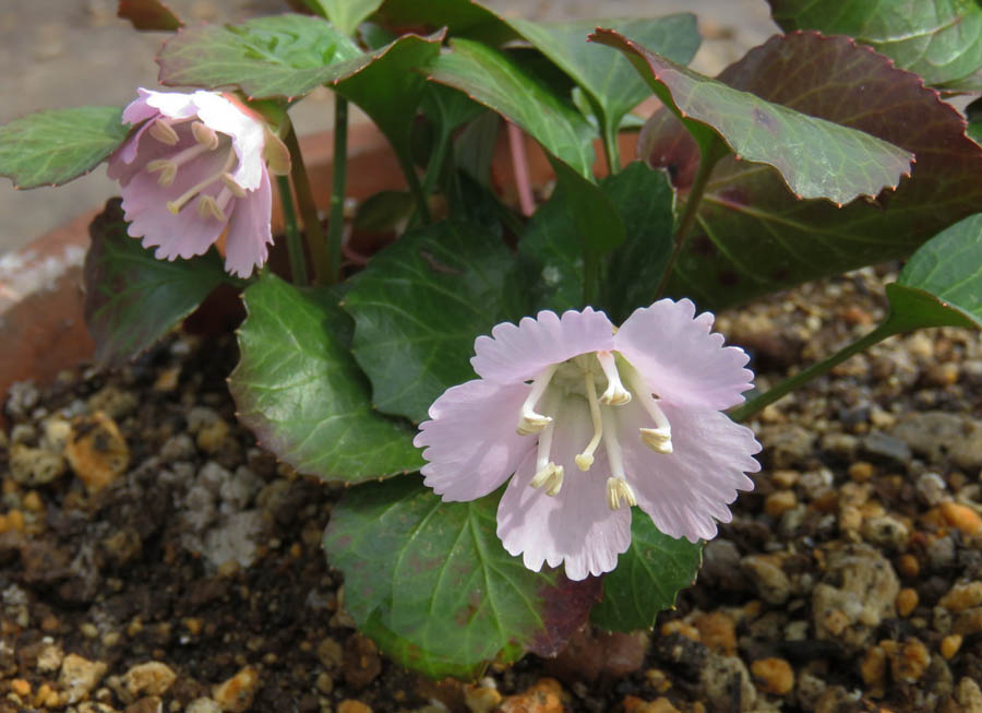 Go 伊勢崎 我が家の花や樹木