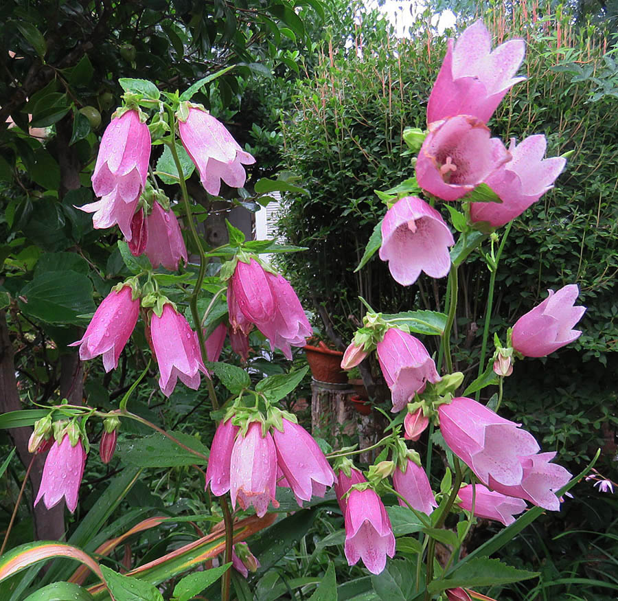 Go 伊勢崎 我が家の花 山野草