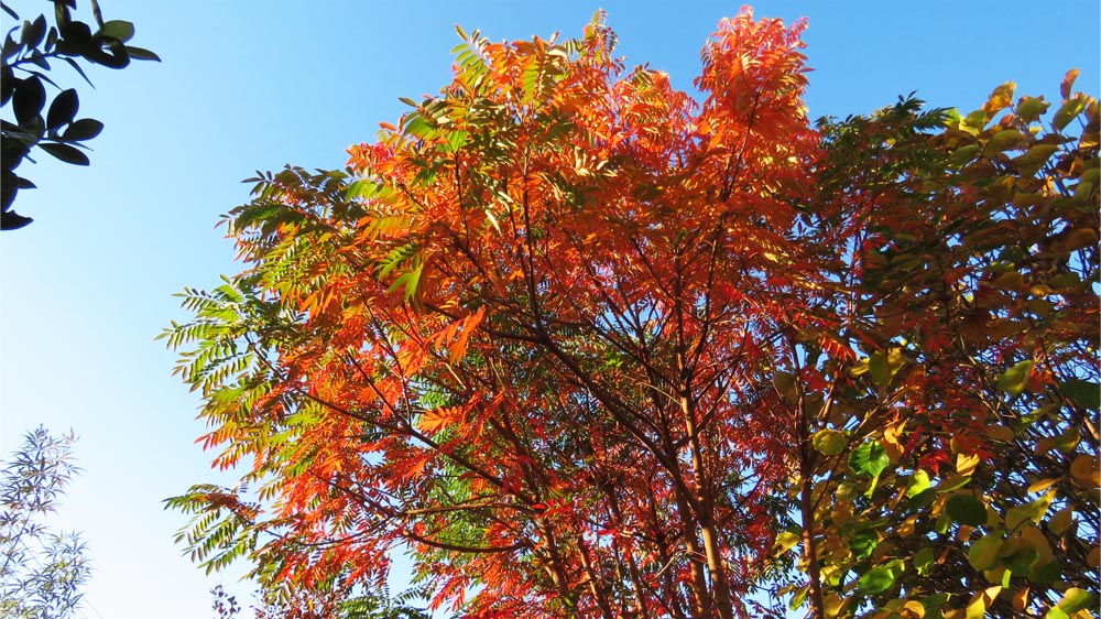 Go 伊勢崎 我が家の花や樹木 紅葉 黄葉