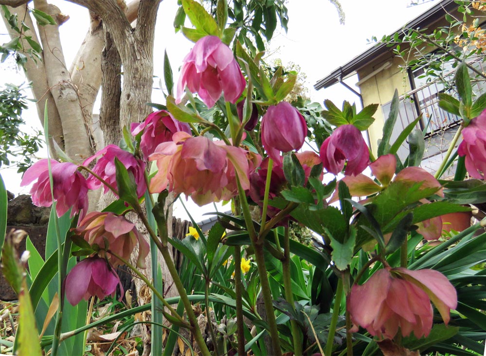 Go!伊勢崎 我が家の花や樹木