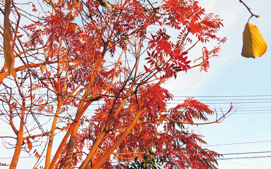 Go 伊勢崎 我が家の花や樹木 紅葉 黄葉