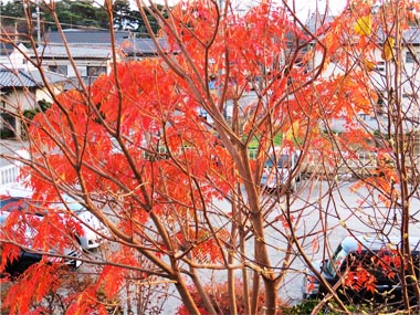 Go 伊勢崎 我が家の花や樹木 紅葉 黄葉