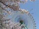 華蔵寺公園花祭り