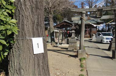渕名神社のイチョウ。棟高直径77cm。